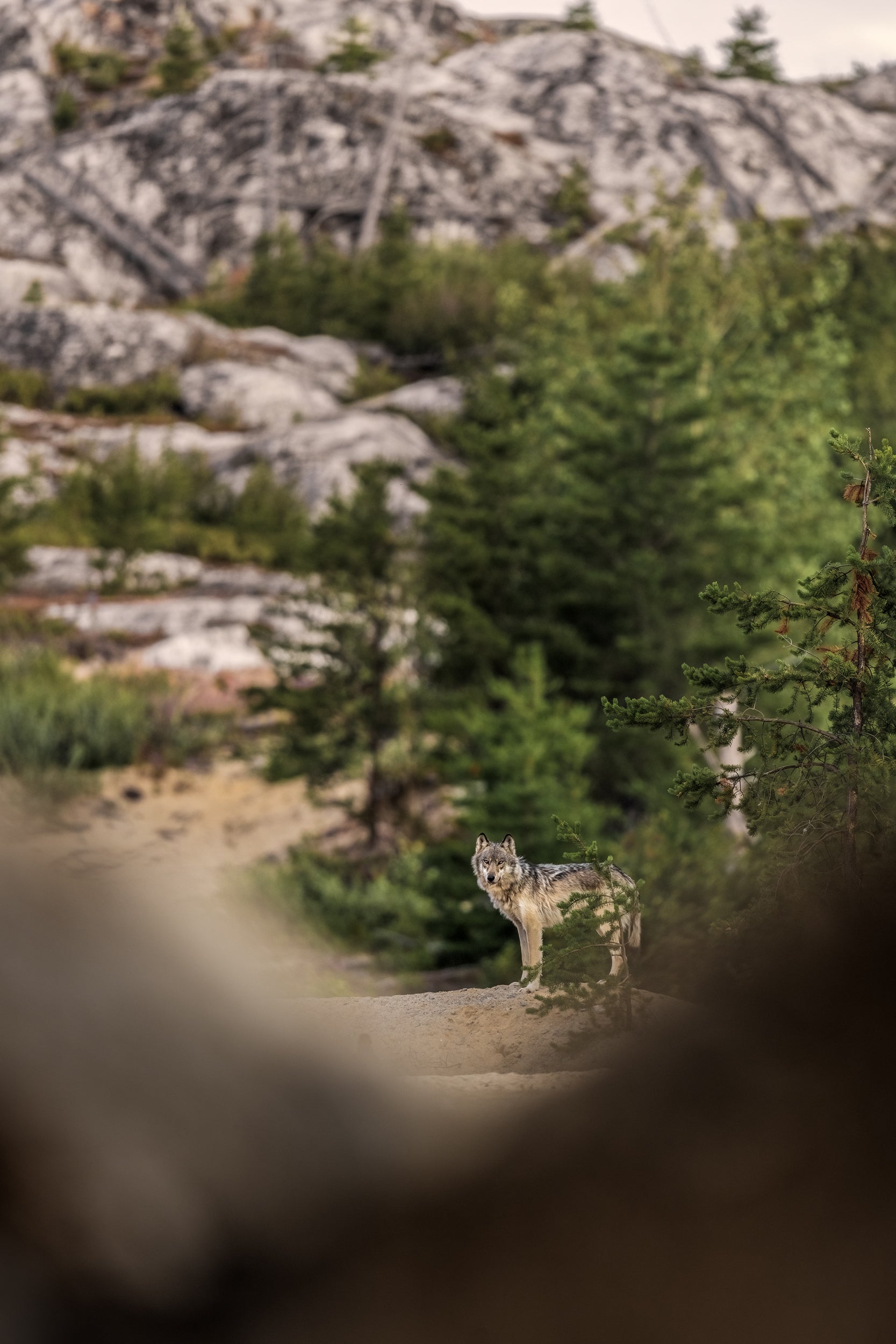 Loup gris - Été 015