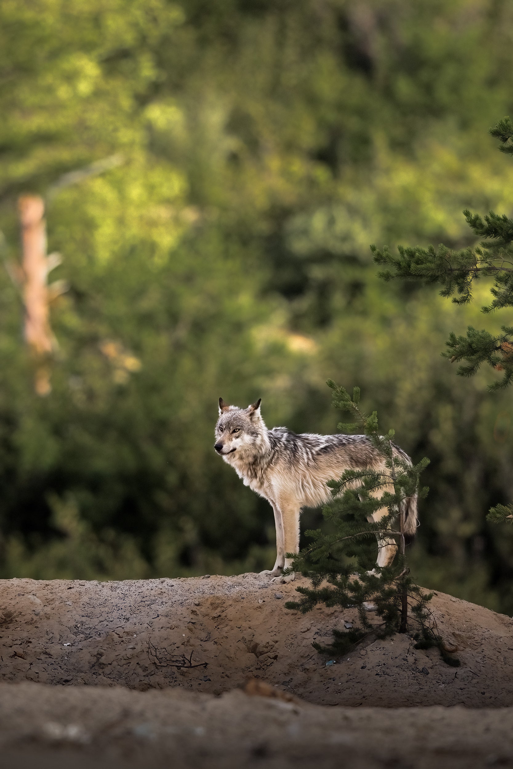 Loup gris - Été 016