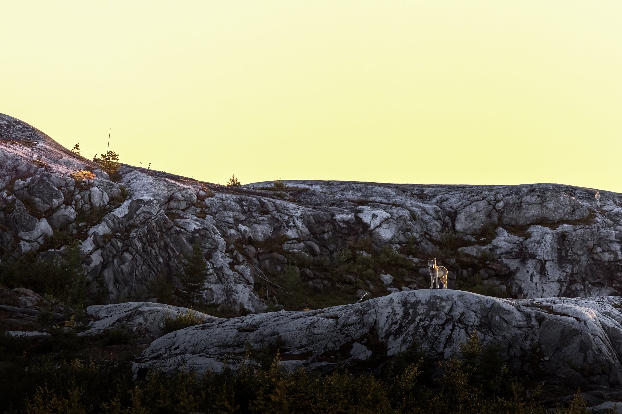 Loup gris - Été 017