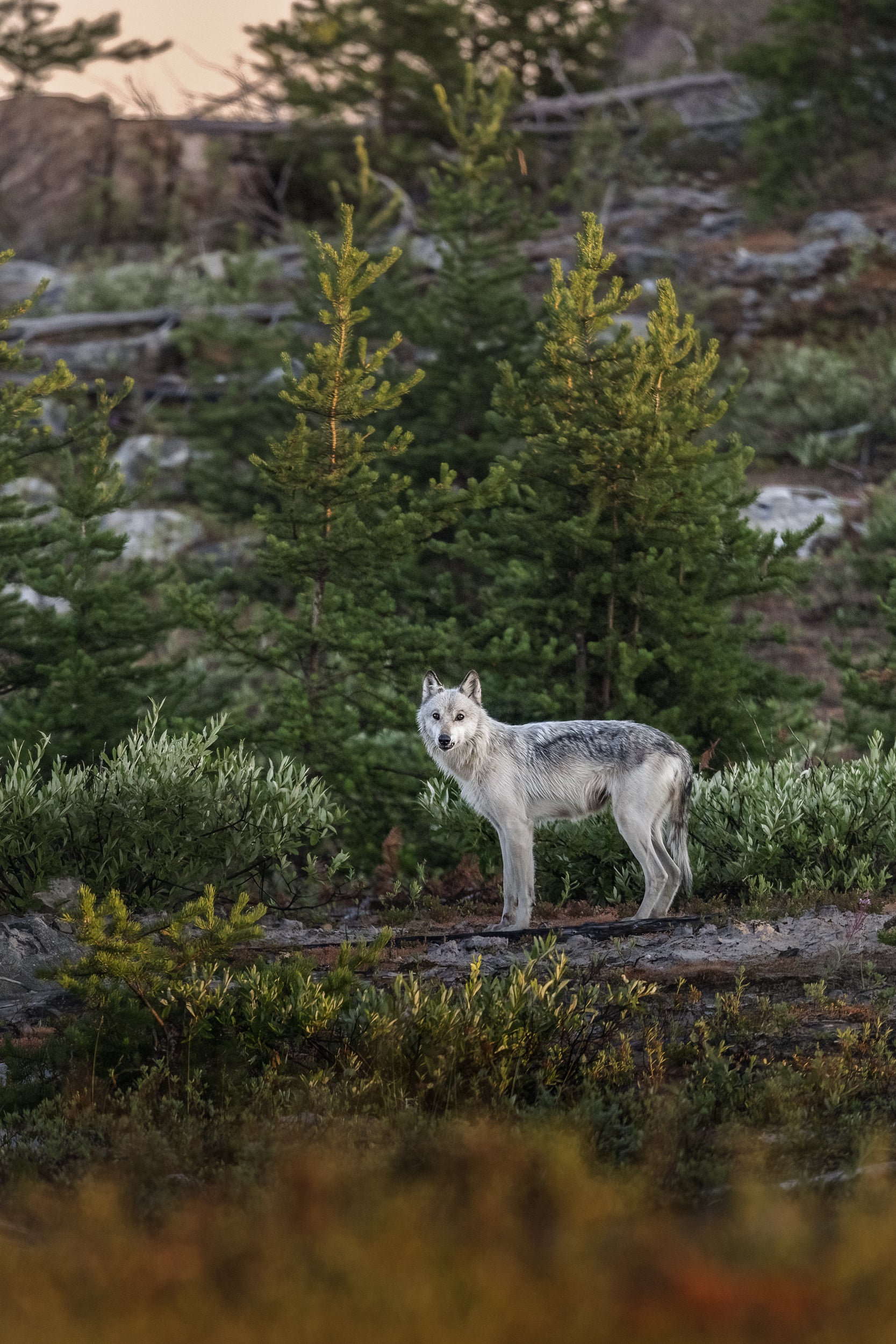 Loup gris - Été 018