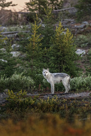 Loup gris - Été 018