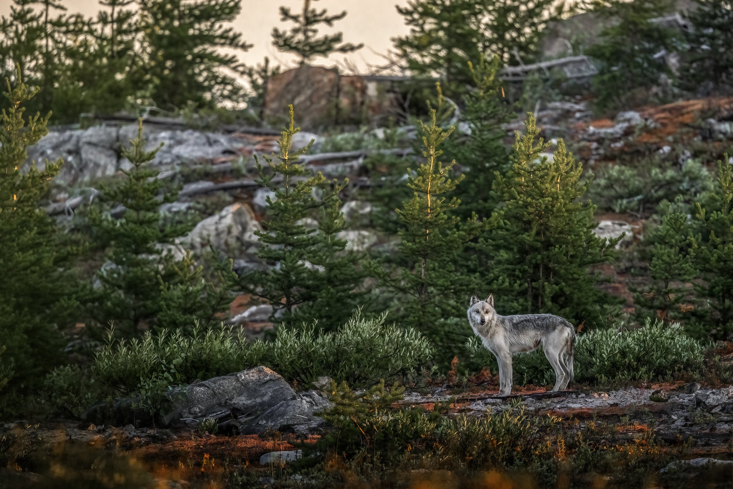 Loup gris - Été 019