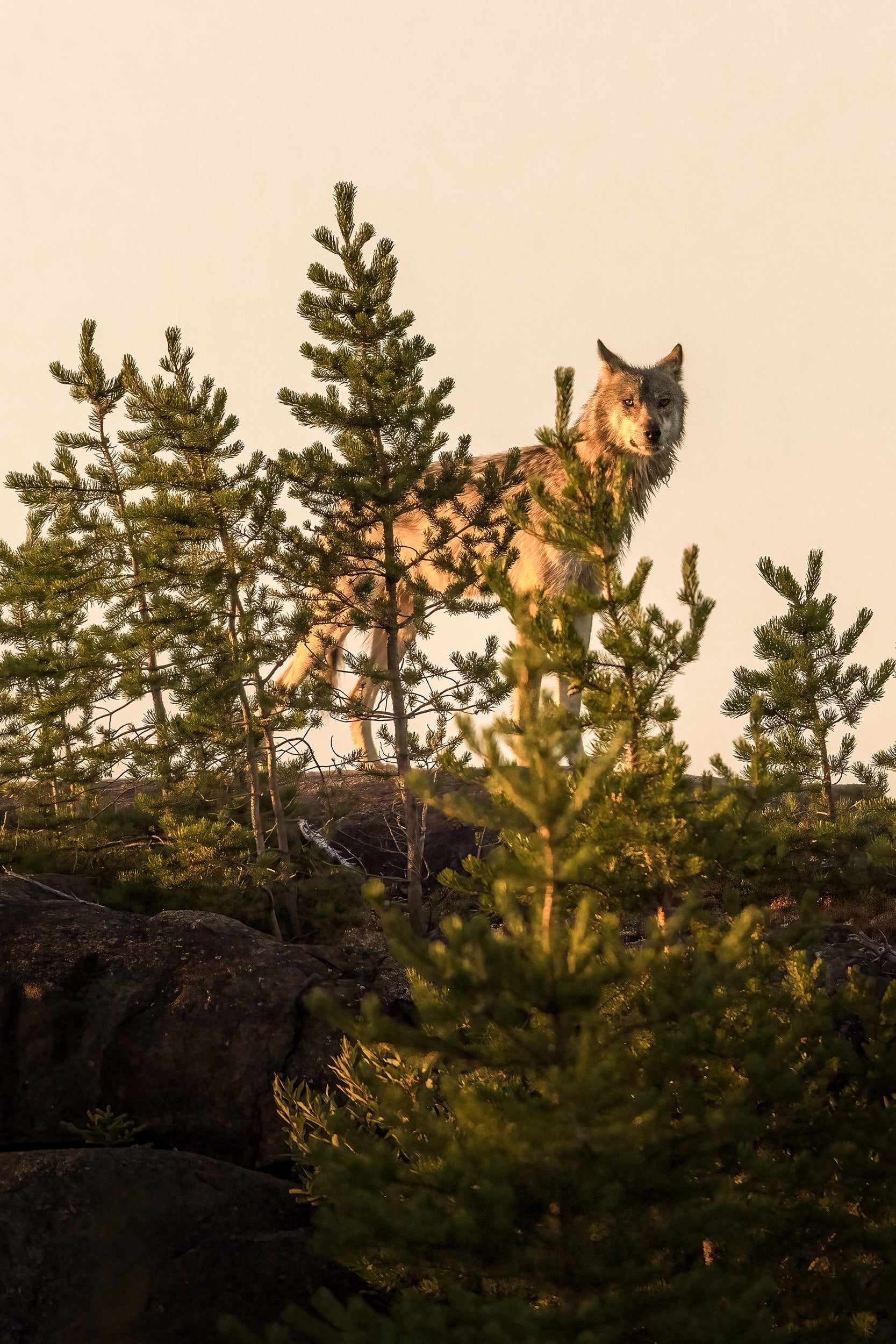Loup gris - Été 020