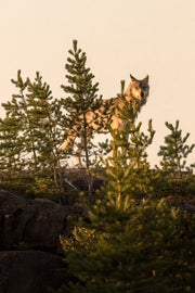 Loup gris - Été 020