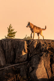 Loup gris - Été 023