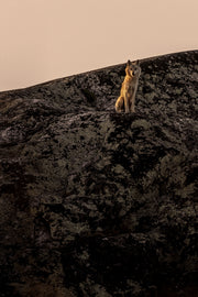 Loup gris - Été 027