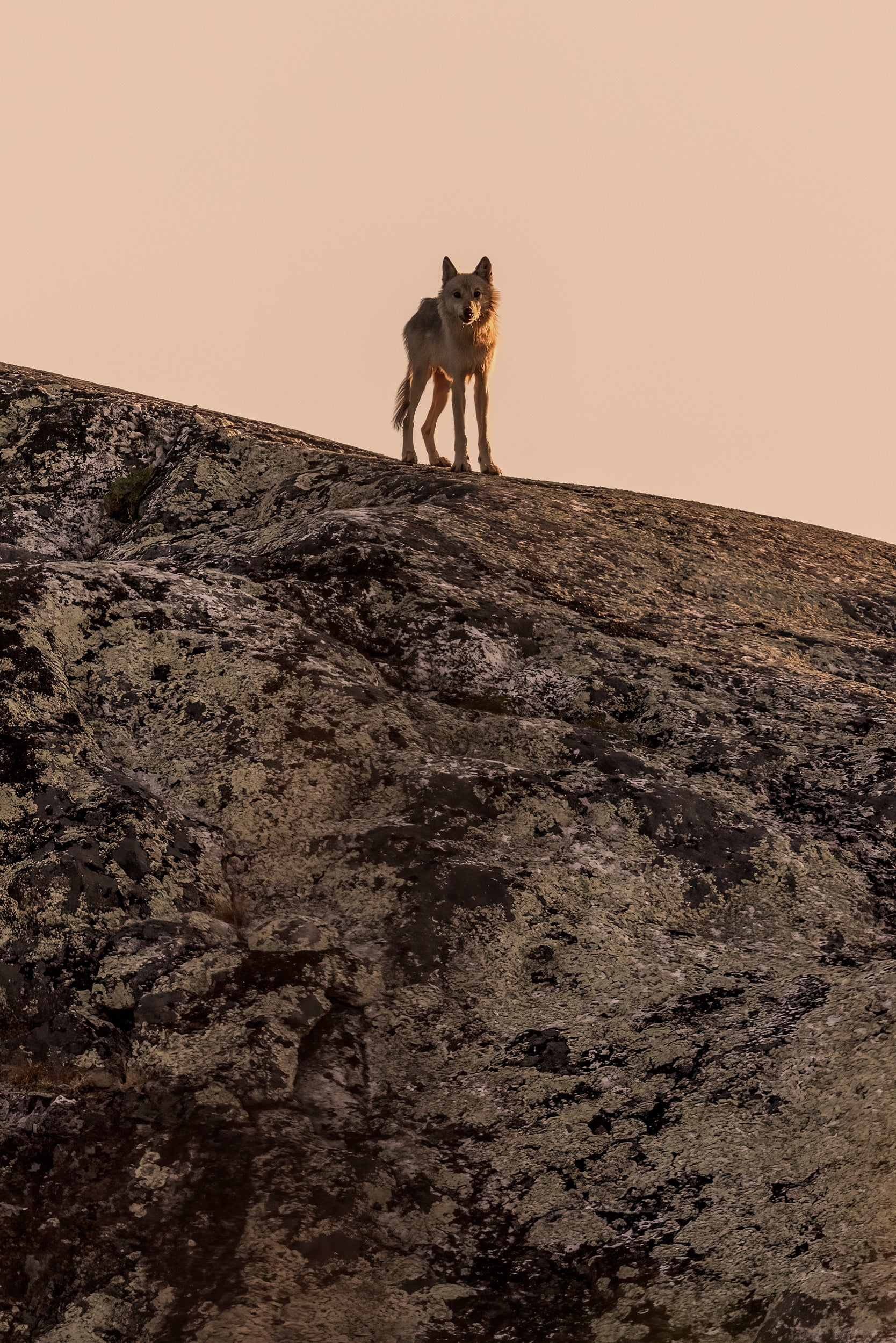 Loup gris - Été 028