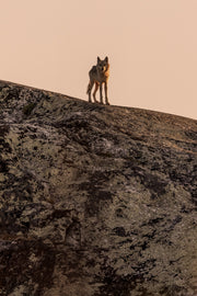 Loup gris - Été 028