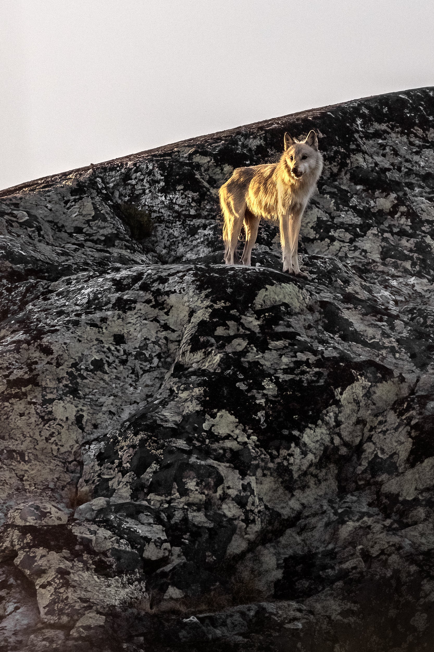 Loup gris - Été 029