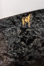 Loup gris - Été 029