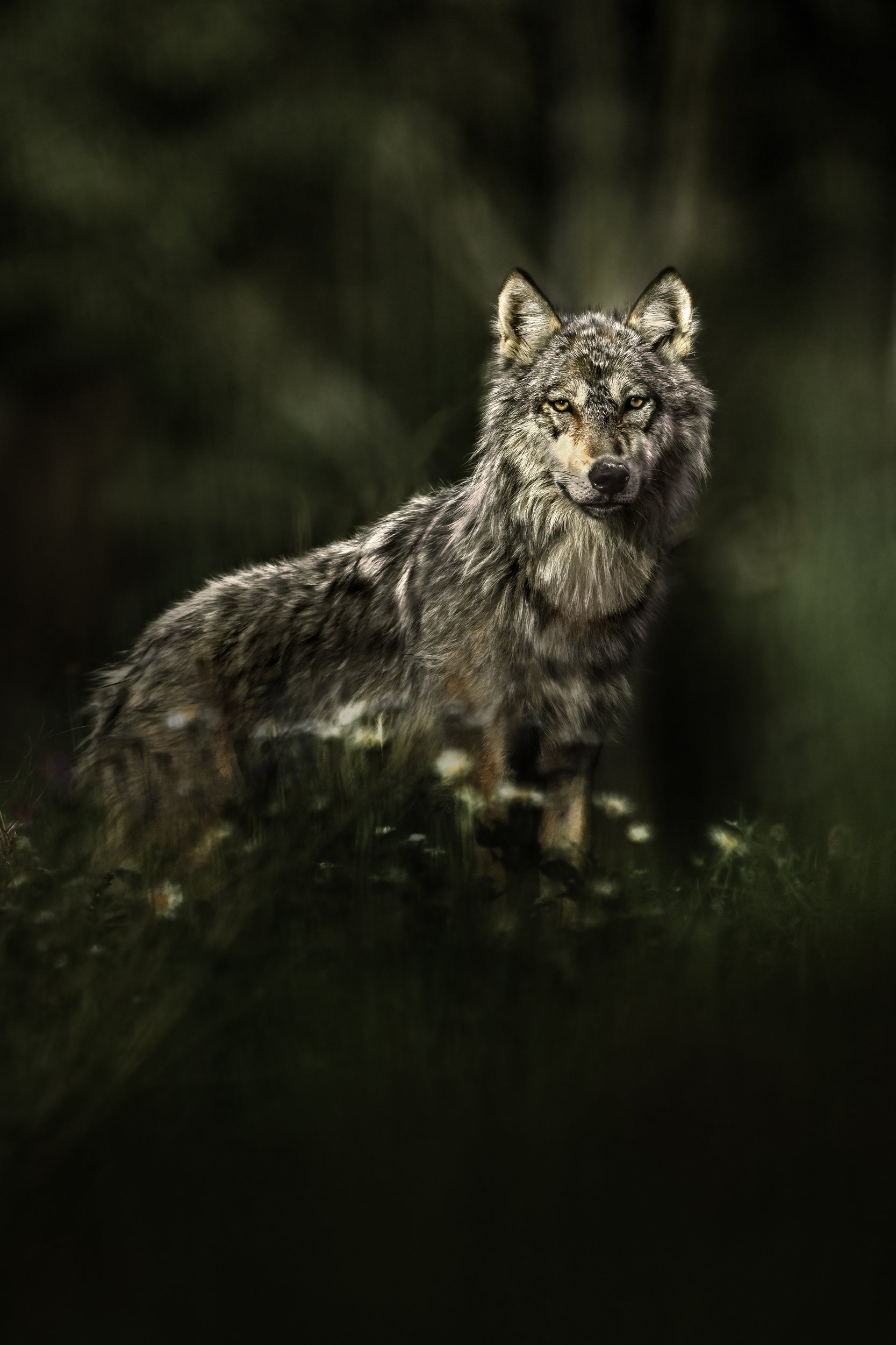 Loup gris - Été 002