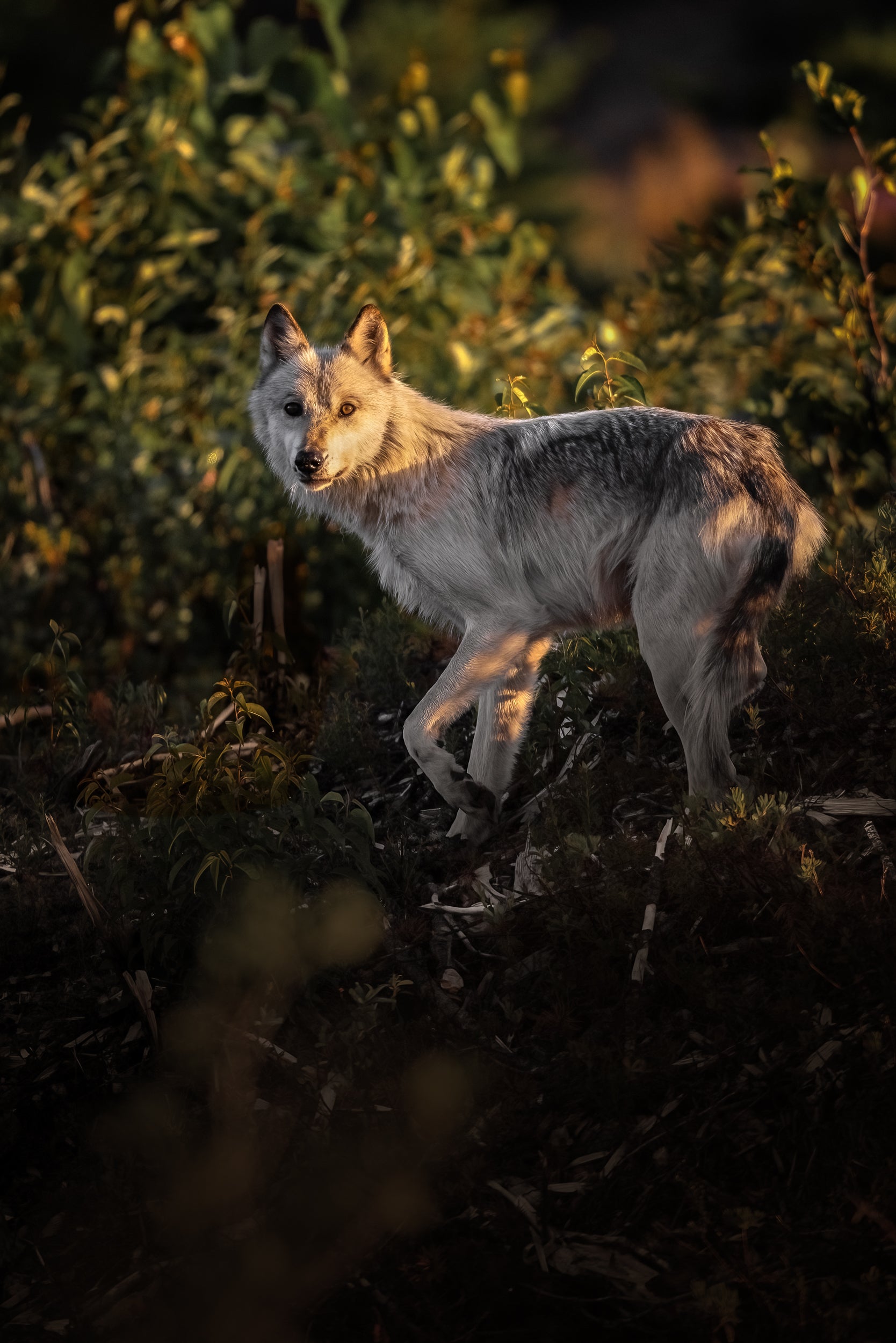 Loup gris - Été 031