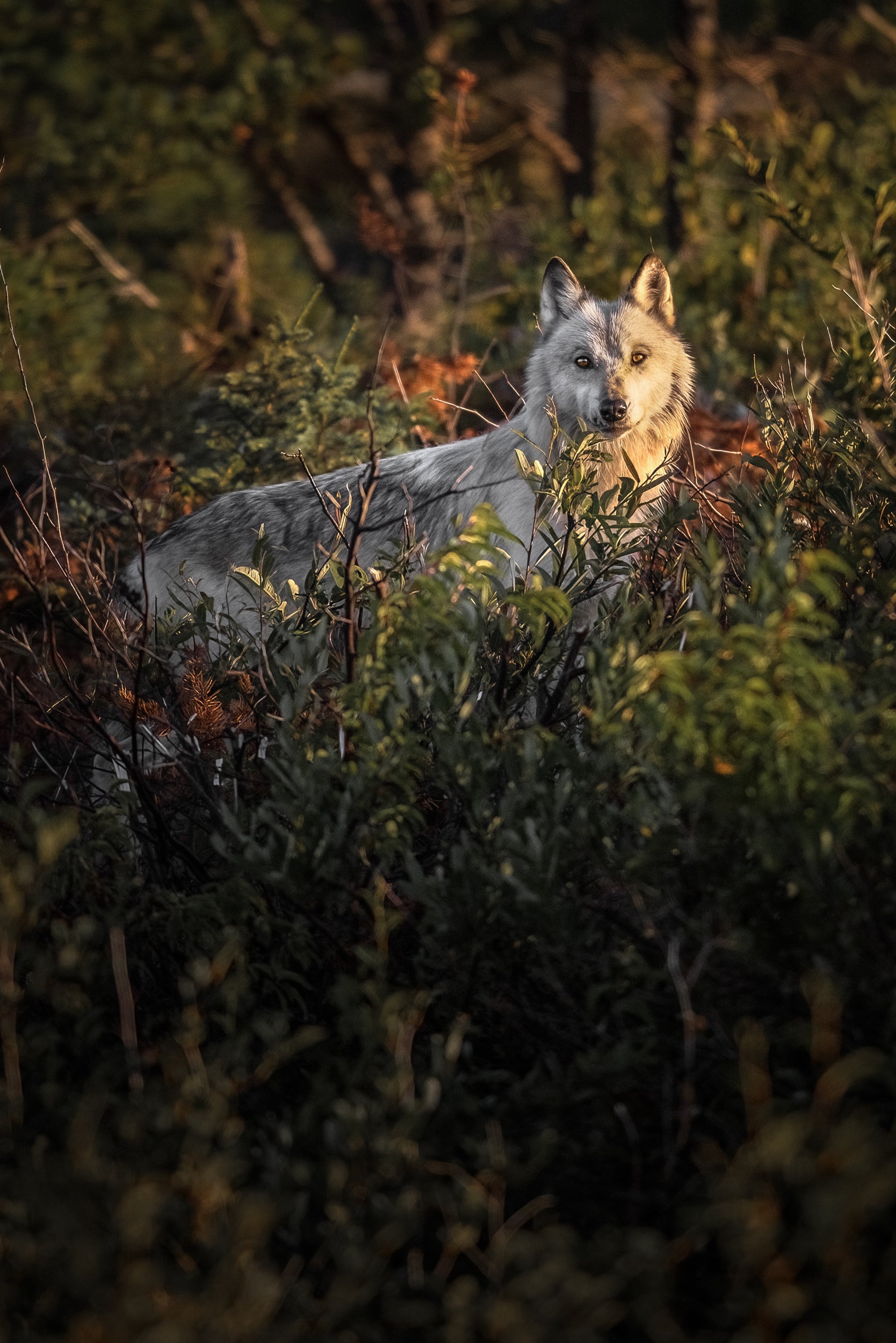 Loup gris - Été 032