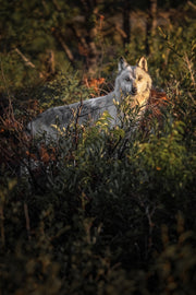 Loup gris - Été 032