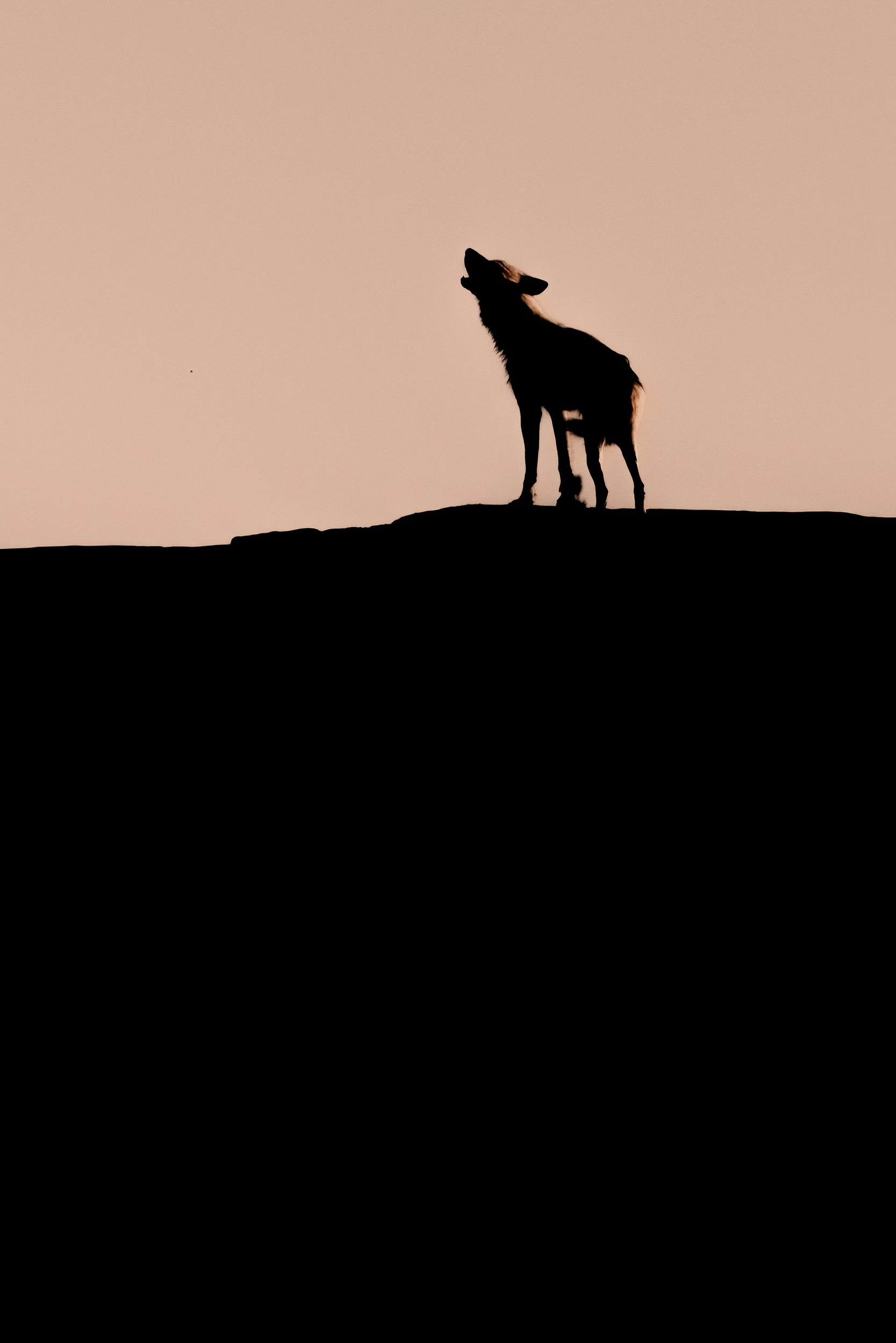 Loup gris - Été 034