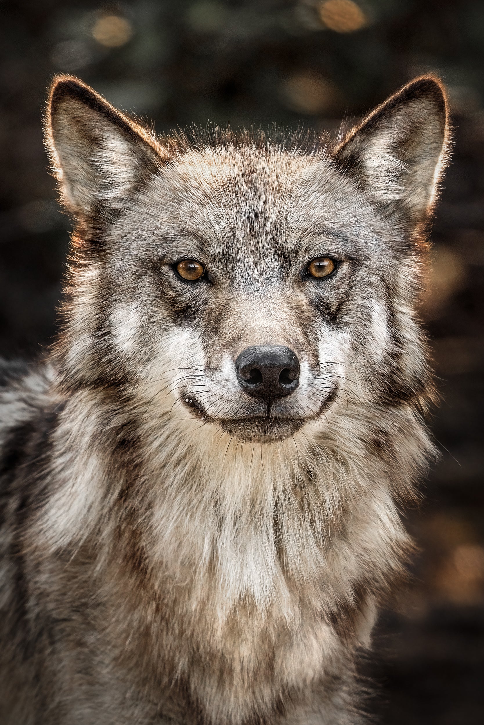 Loup gris - Été 035