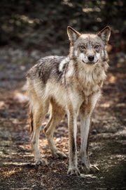 Loup gris - Été 036