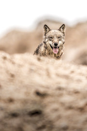 Loup gris - Été 037