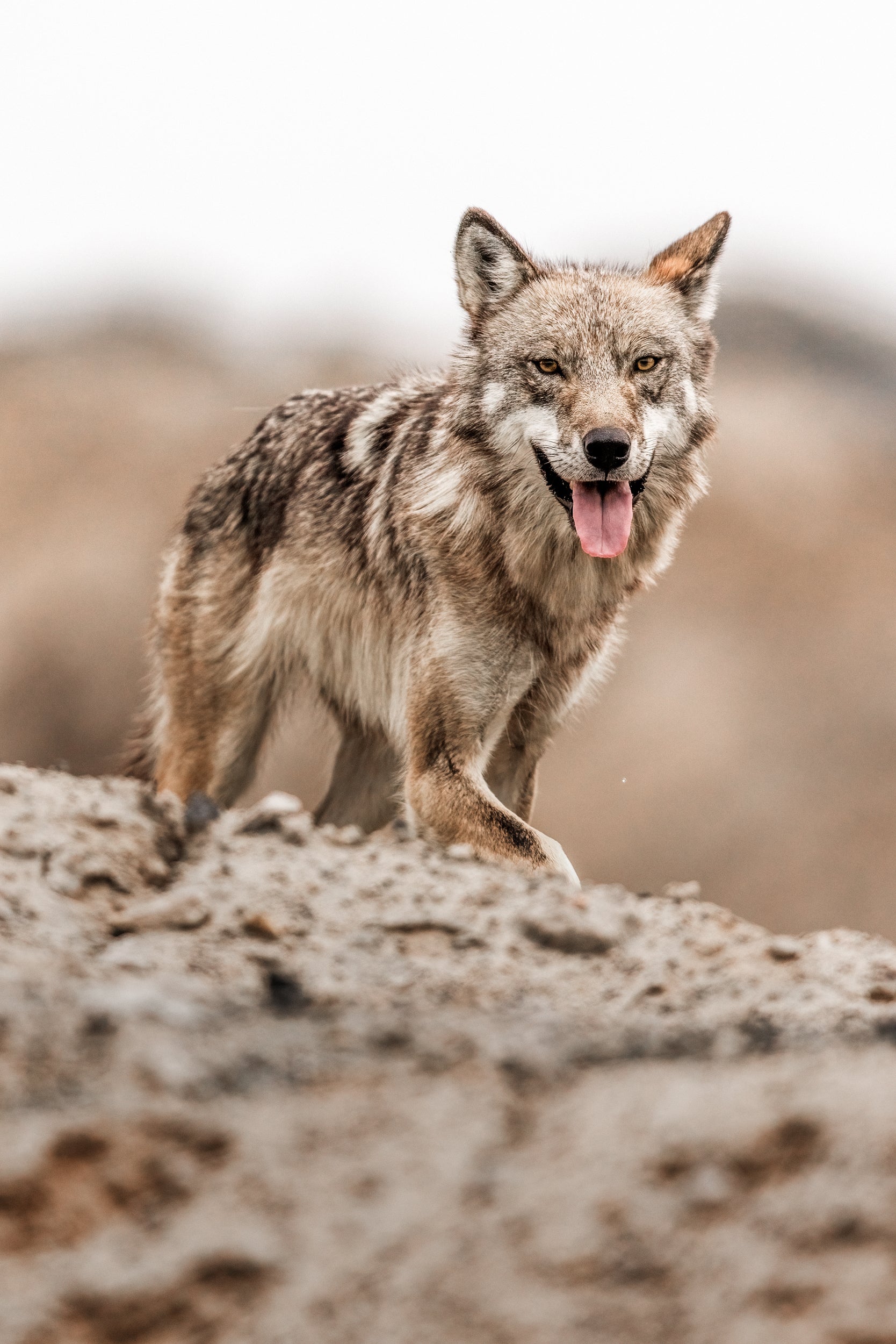 Loup gris - Été 038