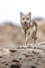 Loup gris - Été 039