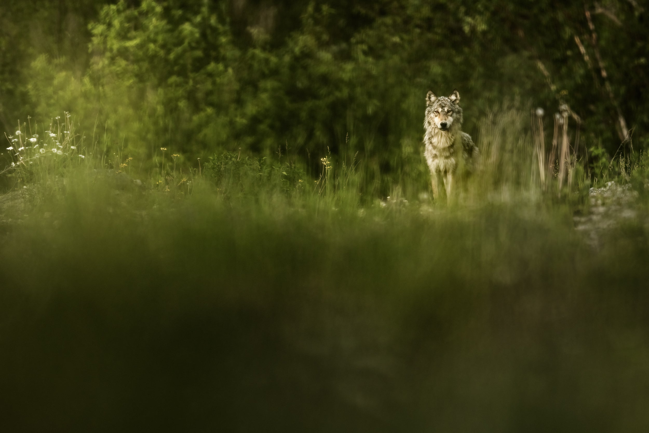 Loup gris - Été 003