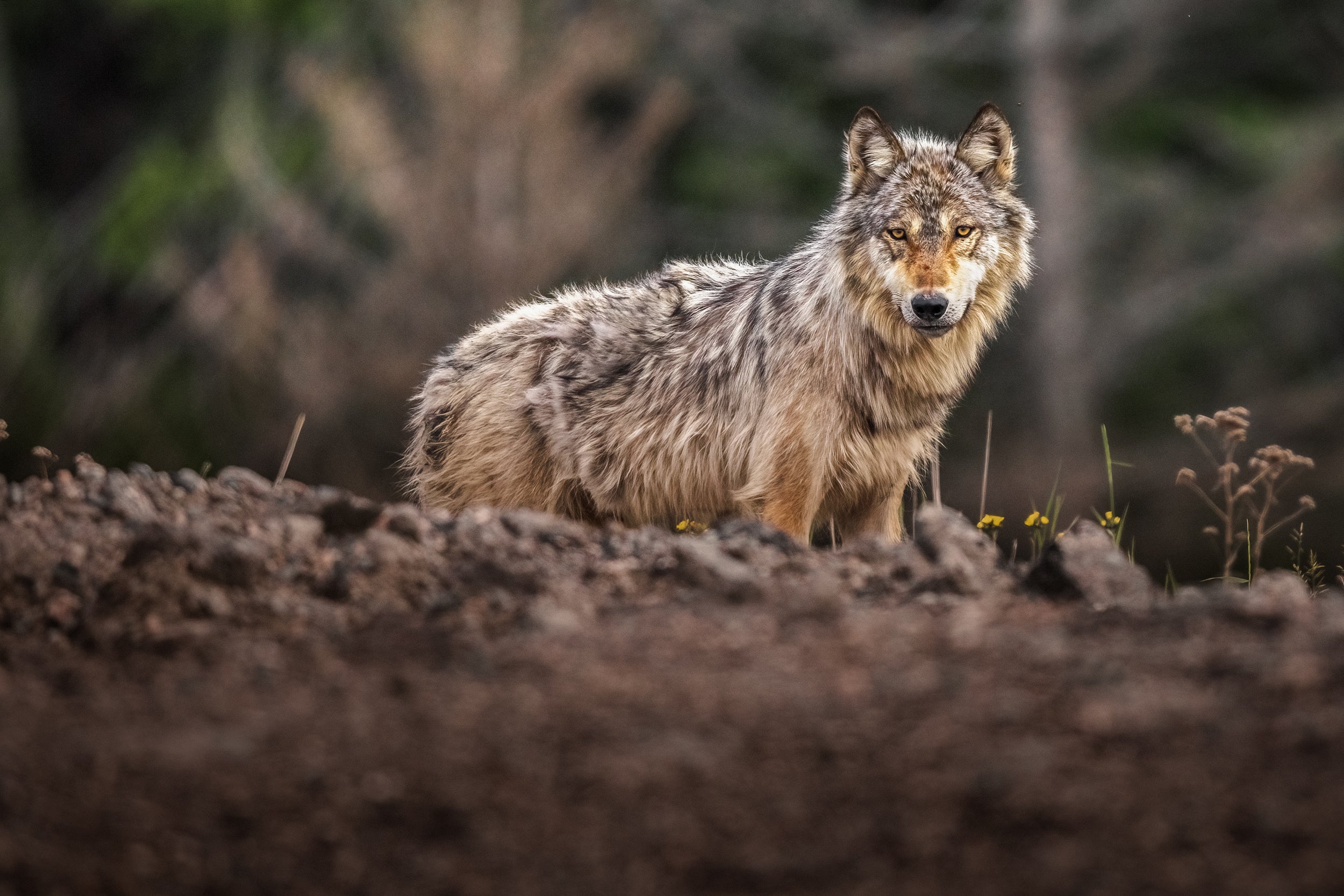 Loup gris - Été 004