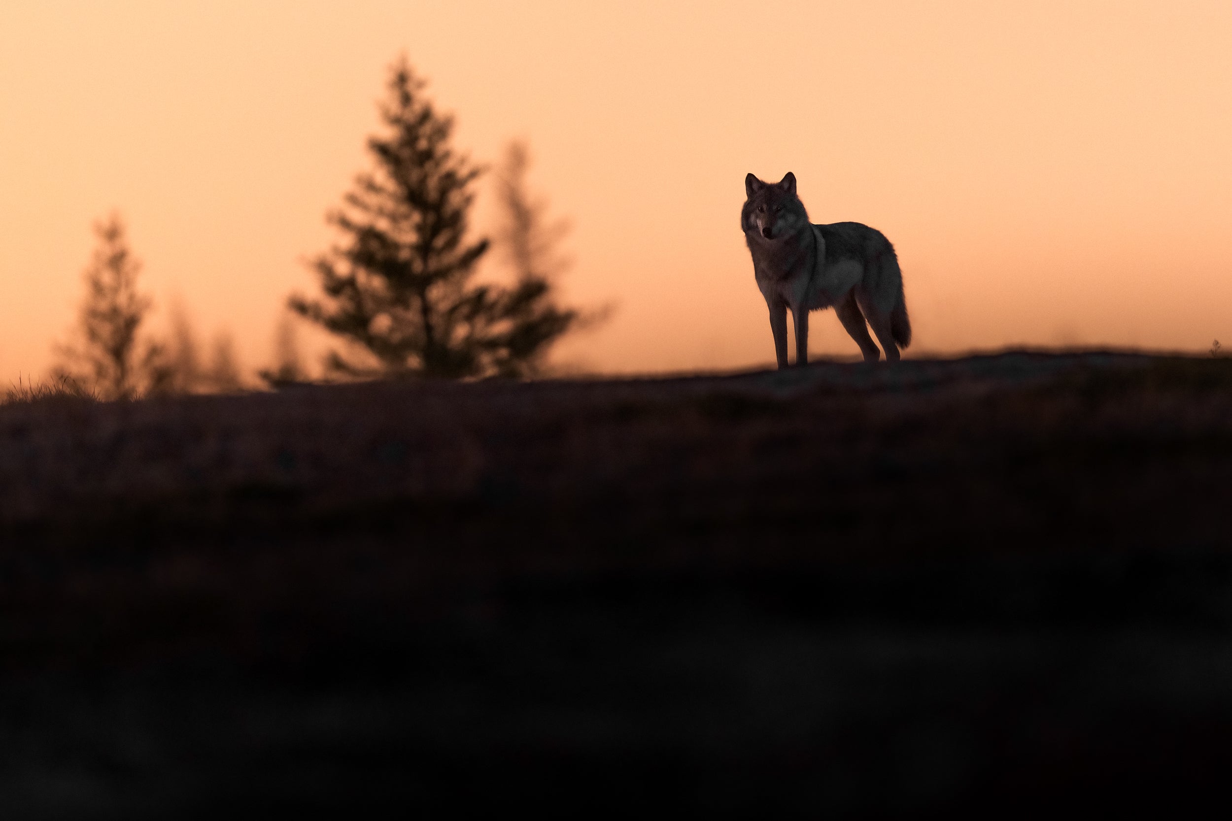Loup gris - Été 043
