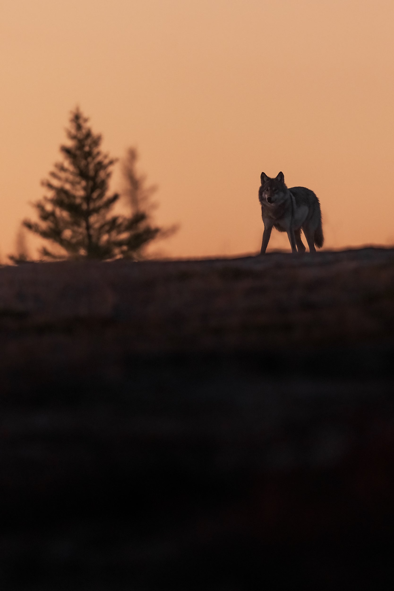 Loup gris - Été 044