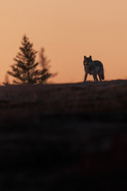 Loup gris - Été 044