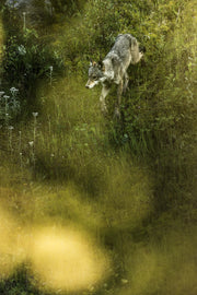 Loup gris - Été 045