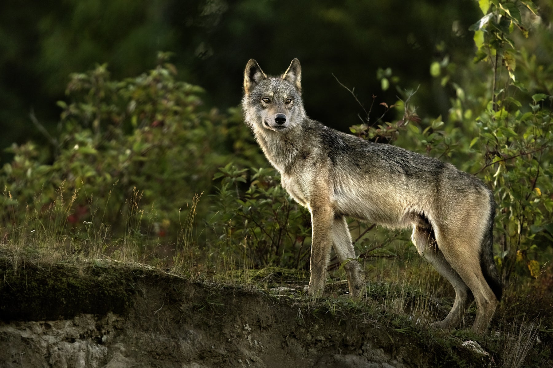 Loup gris - Été 046