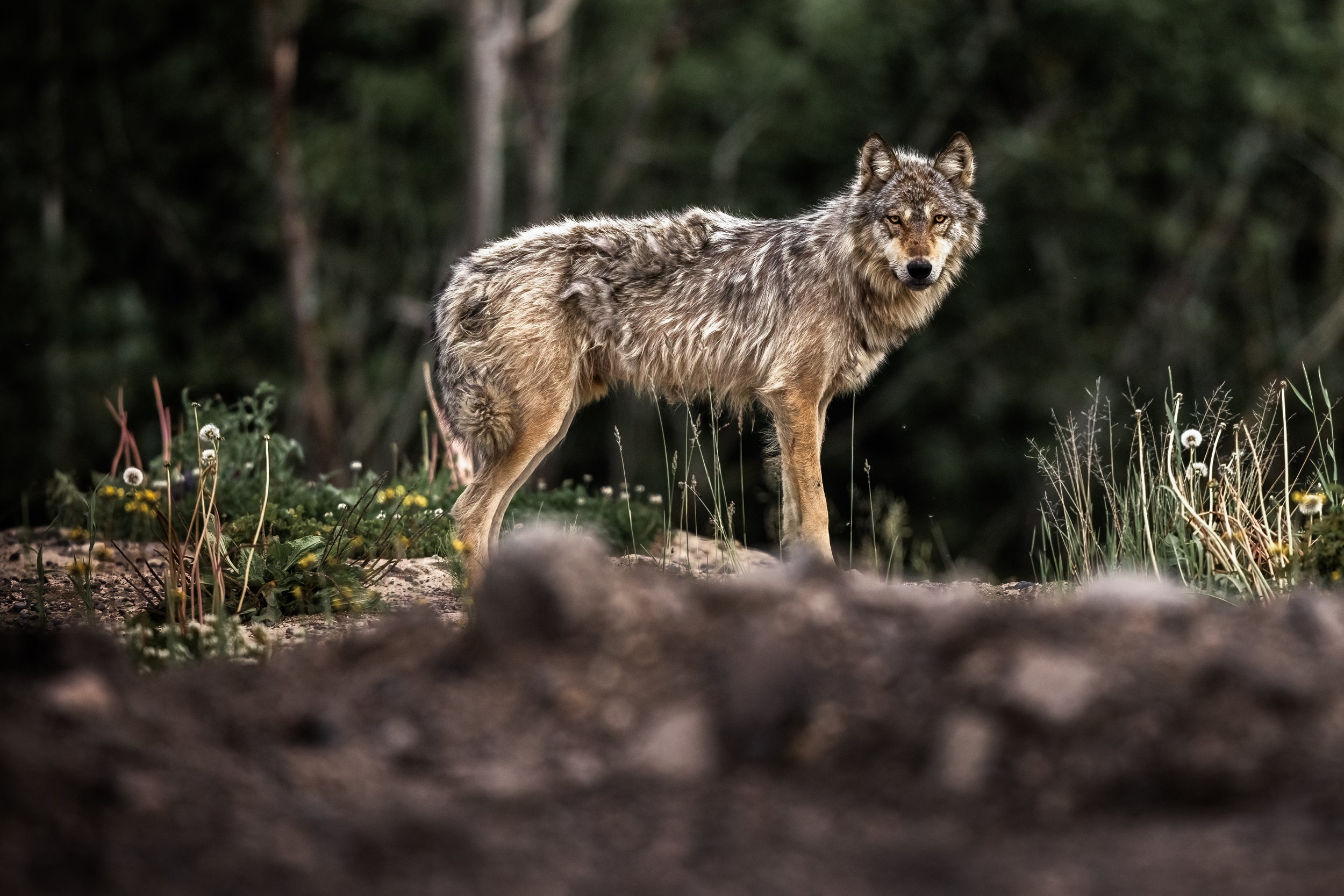 Loup gris - Été 005
