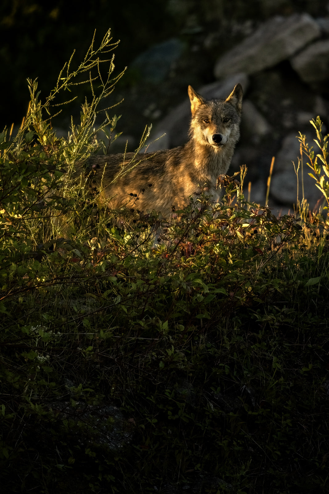 Loup gris - Été 051