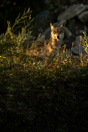 Loup gris - Été 051