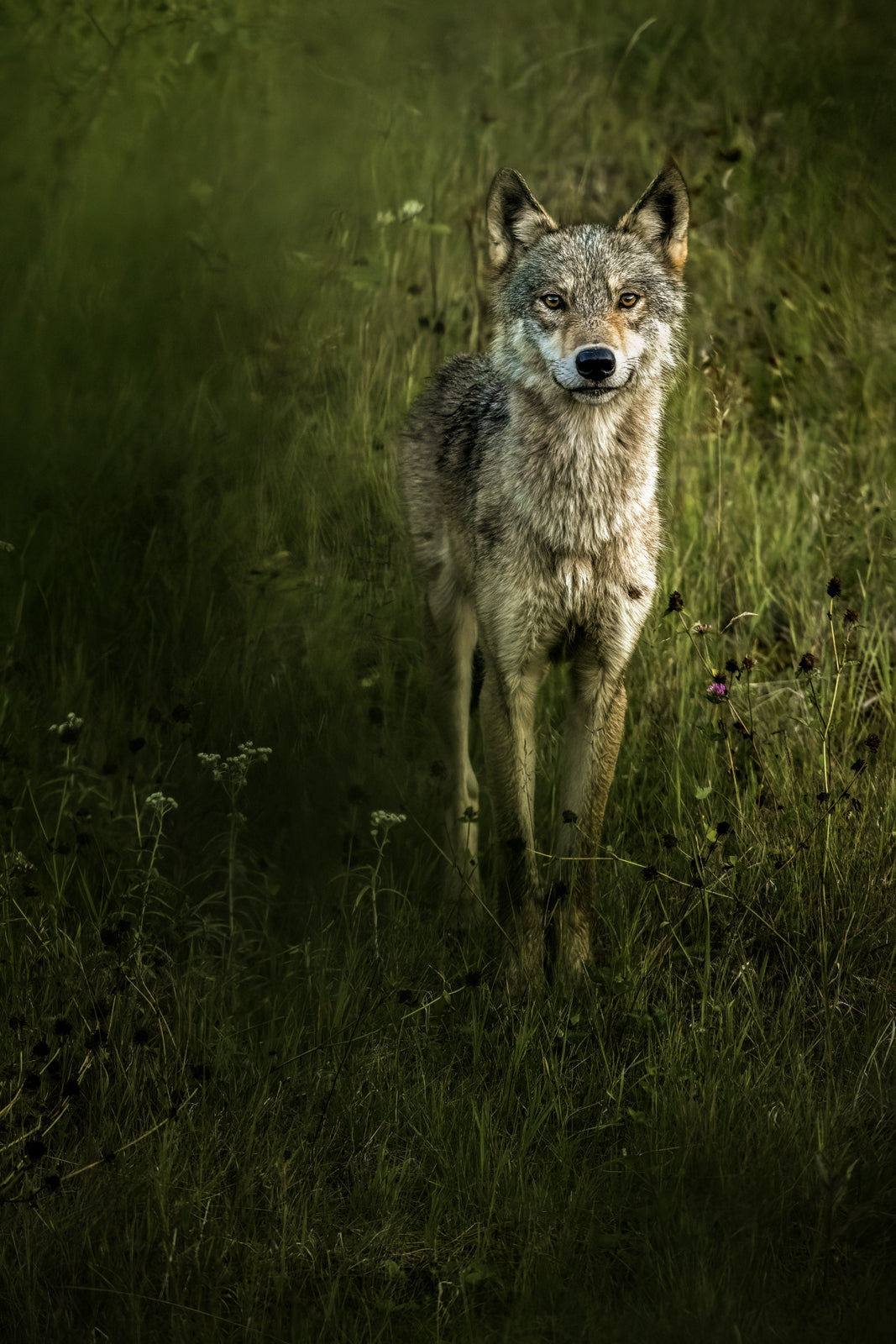 Loup gris - Été 053