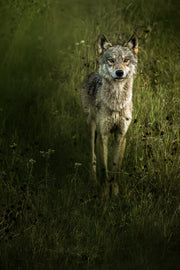 Loup gris - Été 053