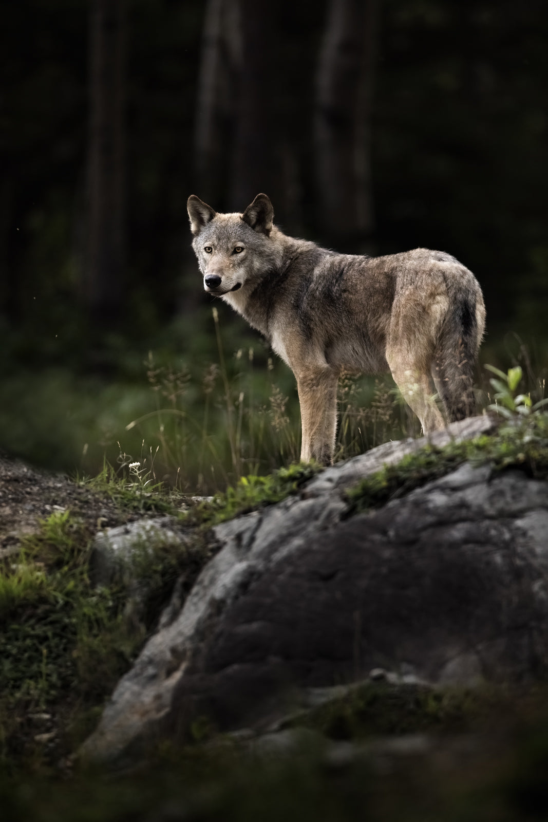 Loup gris - Été 055