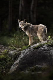 Loup gris - Été 055