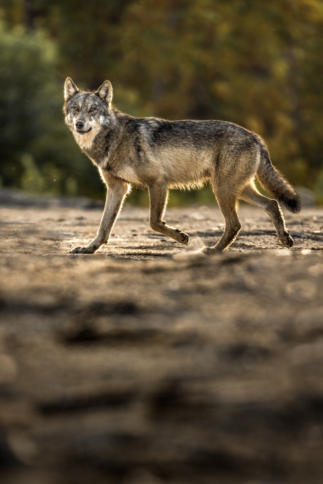 Loup gris - Été 057