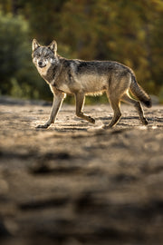 Loup gris - Été 057