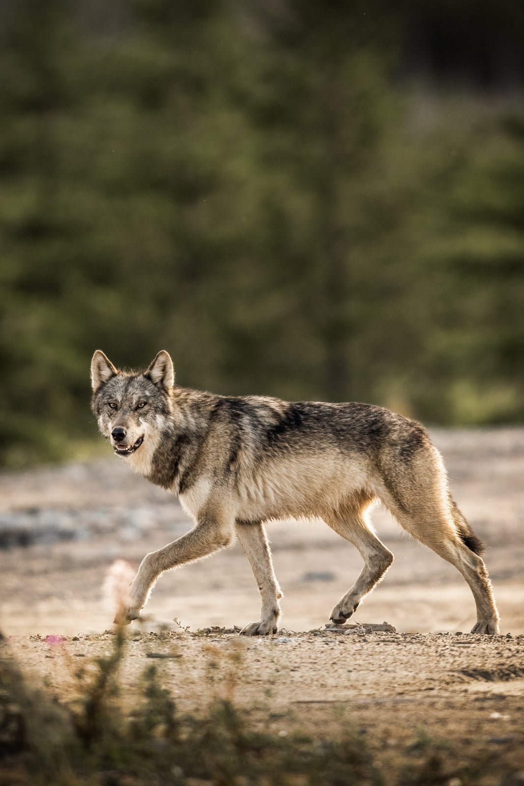 Loup gris - Été 058