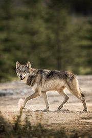 Loup gris - Été 058
