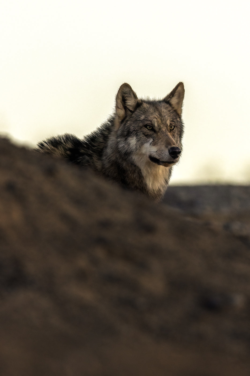 Loup gris - Été 059