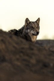 Loup gris - Été 059