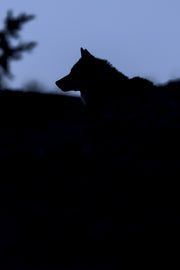 Loup gris - Été 060