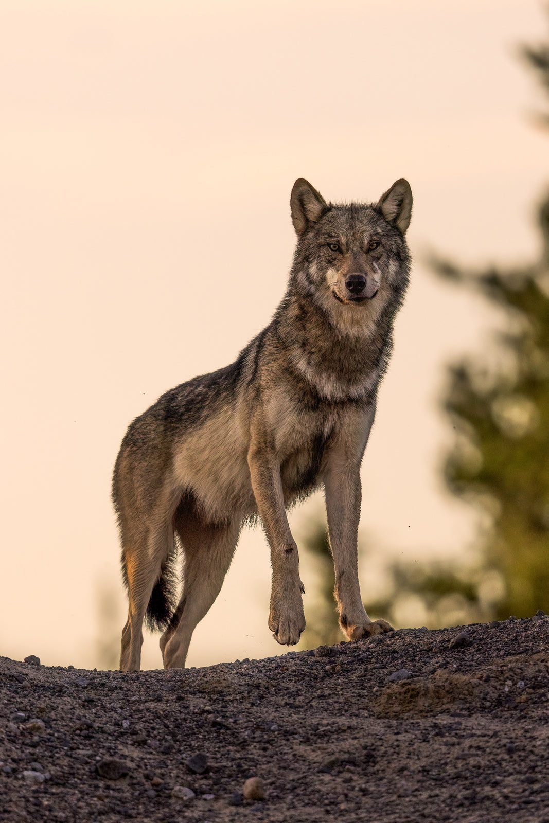 Loup gris - Été 061