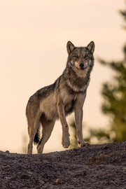 Loup gris - Été 061