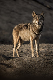 Loup gris - Été 063