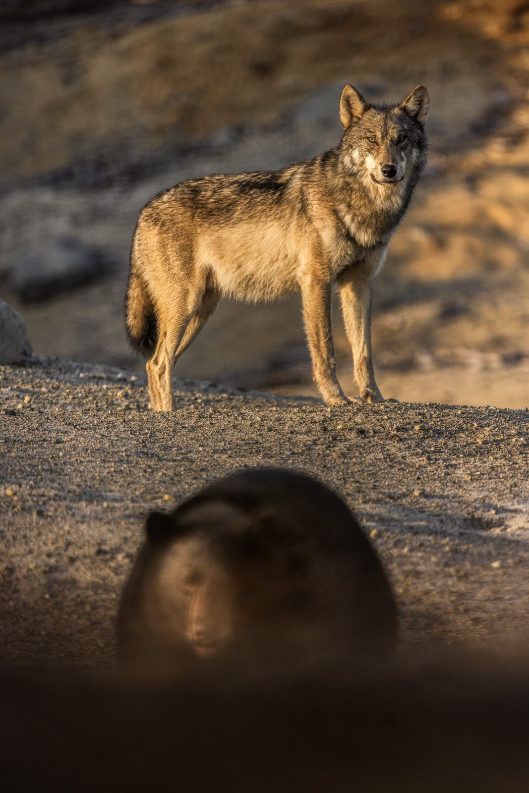 Loup gris - Été 064