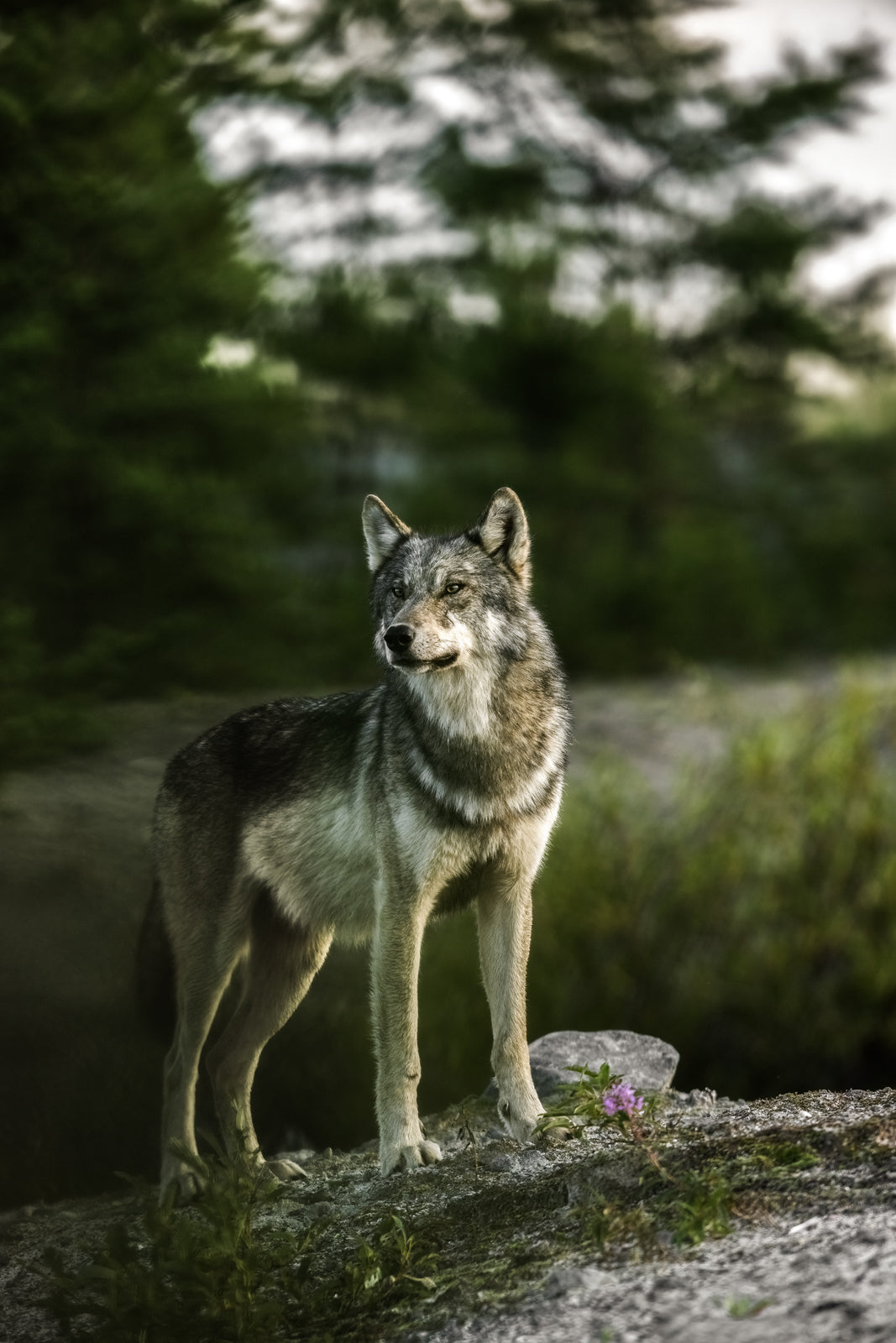 Loup gris - Été 065